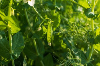 Healthy green pea pods dangle from the plants in a lush field, showcasing the beauty of legume farming during the harvest season.