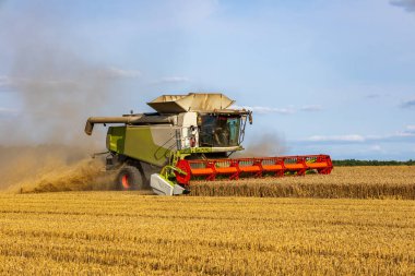 Güçlü bir hasatçı, öğleden sonra açık mavi gökyüzünün altında yükselen toz bulutları gibi uçsuz bucaksız bir tarlada altın buğdayı keser..