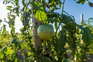Green tomatoes are developing on the vine amidst lush leaves in a vibrant garden under bright sunlight, showcasing agricultural growth.