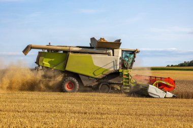 Büyük bir biçerdöver, verimli bir şekilde toplanan mahsulleri toplayarak, açık mavi gökyüzünün altında, öğleden sonra ışığı altında hareket eder..
