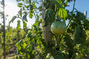 Green tomatoes thrive on their vines under the warm sun in a garden field, indicating the start of the harvest season.