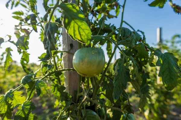 Green tomatoes are developing on the vine amidst lush leaves in a vibrant garden under bright sunlight, showcasing agricultural growth.