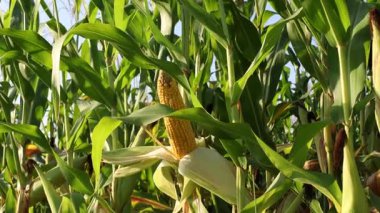 Çiftçilerin olgun mısır koçanları topladığı canlı mısır tarlalarını keşfedin, bu önemli mahsulün büyümesini ve bakımını vurgulayın.