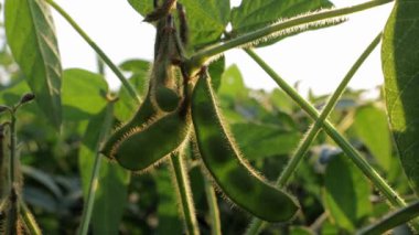 Soya çekirdekleri canlı bir tarlada büyür. Olgun yeşil kozalar sergilenir. Sıcak güneşin altında hasat için hazırdırlar.