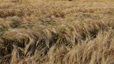 Buğday tarlası araziye yayılıyor, altın saplar ılık yaz melteminde dans ediyor, doğanın güzelliğini gösteriyor.