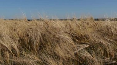 Altın buğday, yaz rüzgarında geniş bir tarlada sallanıyor. Güneşli topraklarda doğanın güzelliğini ve bolluğunu gösteriyor.