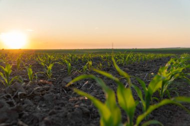 Mısır fideleri, gün batımının sıcacık parıltısıyla aydınlanan bir tarlada güçlü bir şekilde büyür. Bu da başarılı bir çiftçilik mevsiminin geldiğini gösterir..
