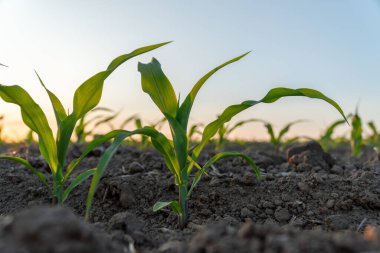 Genç mısır filizleri, gün batımının sıcacık ışığıyla aydınlanan bir tarlada topraktan çıkar ve sağlıklı bir büyüme gösterirler..