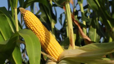 Mısır tarlaları canlı sarı koçanlar sağlıklı ve uzun büyüyor. Güneşli bir ortamda hasat zamanı.