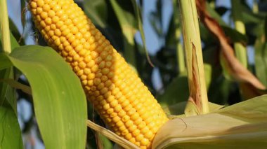 Açık mavi gökyüzünün altındaki bitkilerde yetişen sarı mısır koçanları tarımsal bir tarlada hasat mevsimini vurguluyor.