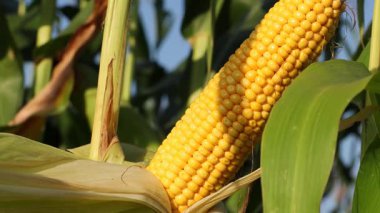 Çiftçiler açık mavi gökyüzünün altında mısır mahsulü hasadına hazırlanırken mısır koçanları yemyeşil bir tarlada gelişiyor.
