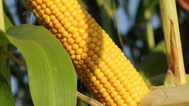 Olgun mısır koçanları tarlaları dolduruyor, hasat mevsimlerini canlı renklerle sergiliyor çiftçiler güneşli havalarda toplamaya hazırlanırken.