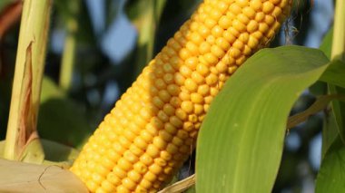 Mısır koçanları canlı bir tarlada büyür, hasat için hazırdır. Güneş darı üzerinde parlıyor, zengin rengini ve verimini vurguluyor.