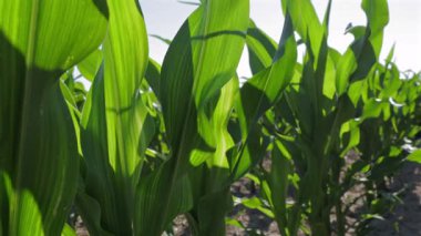 Mısır bitkileri yemyeşil yapraklar sergilerler ve güneşin altındaki hasat mevsimine hazırlanırken güçlü bir büyüme gösterirler.