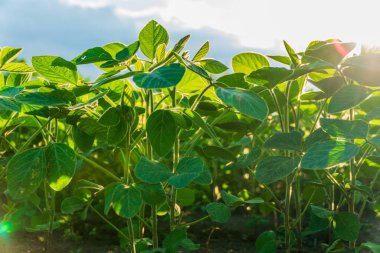 Soya fasulyesi bitkileri yemyeşil bir tarlada dimdik durur, açık bir günde hasat döneminde güneş ışığını emerler..