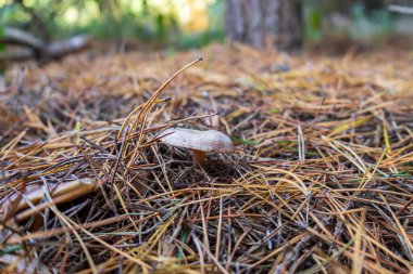 Doğal ışık altında, dingin bir ormanda kuru çam iğneleriyle çevrili bir mantar ortaya çıkar..