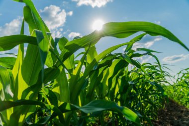 Mısır bitkileri yemyeşil bir tarlaya doğru uzanıyor yaz güneşi büyümelerini ve canlılıklarını ön plana çıkarırken başarılı bir hasat sezonu sergiliyor..