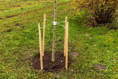 Genç bir ağaç, sonbaharda düşen yapraklarla çevrili yeşil bir bahçede istikrarı sağlamak için tahta kazıklarla desteklenir..