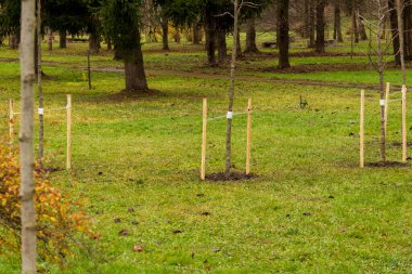 Parkın çimenli bir bölgesine kazıklarla desteklenen yeni ağaçlar dikilerek yerel çevreye ve yeşilliğe katkıda bulunuluyor..