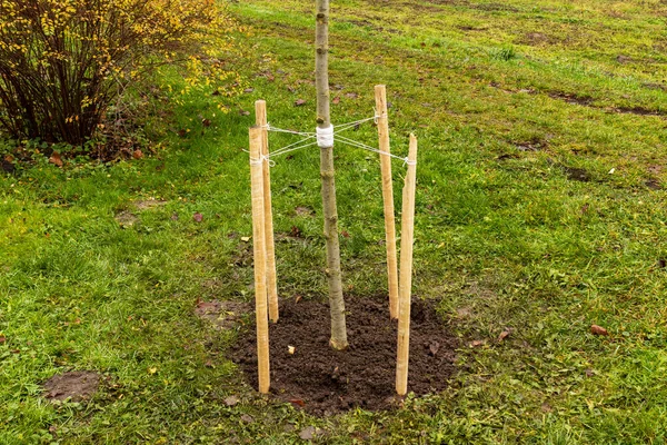 Küçük bir ağaç, yeşil çimenler ve bahçede sonbahar yaprakları ile çevrili yumuşak toprakta ahşap kazıklarla sabitlenir..