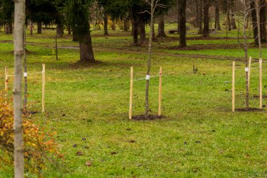 Ağaçlar, sonbaharda çimenli bir arazide etraflarında ahşap desteklerle bir parkta dikiliyorlar..