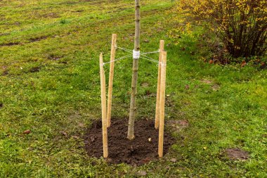 Genç bir ağaç bir avluda destek için tahta kazıklarla toprağa dikilir. Sahne çimenleri ve düşen yaprakları gösteriyor..