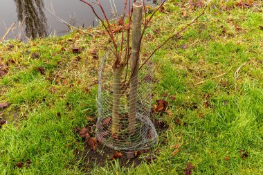 Üç genç ağaç, göletin yakınındaki bir tel koruma tarafından destekleniyor. Ağaçların etrafında çimenler ve düşen yapraklar görülür..