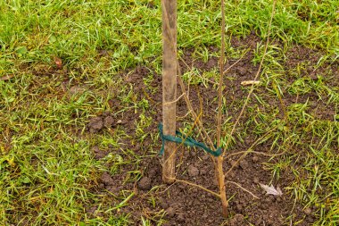 Genç bir ağaç destek için tahta bir kazıkla toprağa dikilir. Bölgede çim ve toprak var..