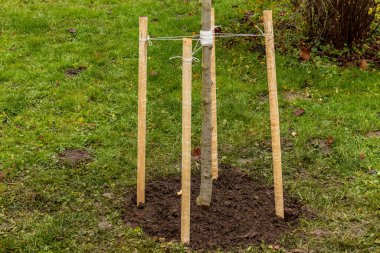 Genç bir ağaç, sonbahar mevsiminde dikildikten sonra bir bahçeye tahta kazıklarla bağlanır..
