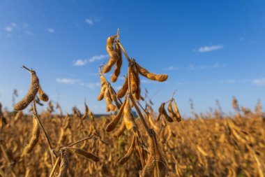 Olgun soya bitkileri, açık mavi bir gökyüzünün altında, kırsal bir alanda, gün içinde hasat için hazır olduklarının sinyallerini veriyorlar..