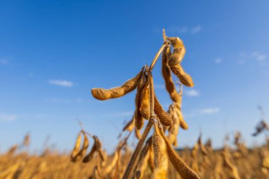 Soya fasulyesi, açık ve güneşli bir günde hasat için hazır olgun kabuklularla dolu bir tarlada büyür..