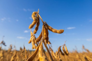 Soya fasulyesi sapları olgun kabukların asılı olduğu bir tarlada yetişiyor, yukarıda açık mavi bir gökyüzü ve görünürde hasat zamanı görünüyor..