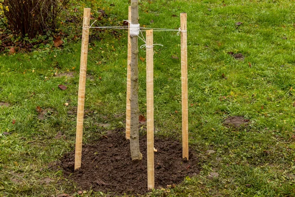Bir ağaç, sonbaharda bir bahçeye dikilme sürecini gösteren tahta kazıklar ve iplerle toprağa bağlanıyor..