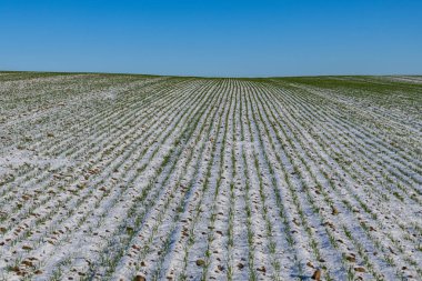 Kış boyunca buğday tarlaları beyaz karlar arasında büyüyen yeşil filizler gösteriyor. Alan, parlak mavi gökyüzünün altına kadar uzanıyor..