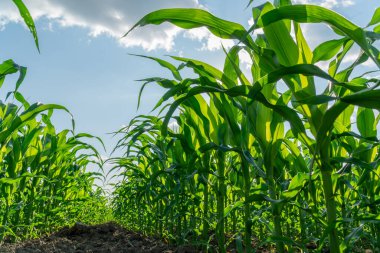 Canlı yeşil mısır tarlaları gökyüzüne doğru uzanıyor, verimli bir tarım tarlasında sıcak güneş ışığı altında yetişiyor, hasat için hazır..