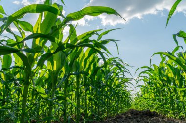 Bereketli mısır tarlaları güneş ışığına doğru uzanır ve güneşli bir günde gelişen tarımın güzelliğini gözler önüne serer..