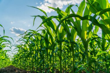 Bereketli topraktan yemyeşil mısır sapları yükselir, açık mavi gökyüzüne ulaşır hasat mevsimi yaklaşırken bulutlarla dağılır..