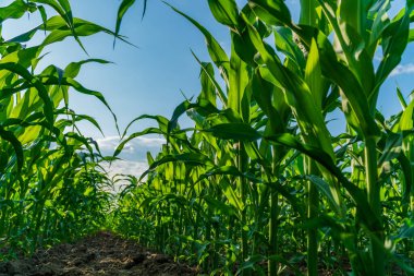 Uzun mısır bitkileri gün ışığında yükselir, yemyeşil tarlalarda güçlü bir şekilde büyüdükçe mavi gökyüzünün altında hasat için hazır olurlar..