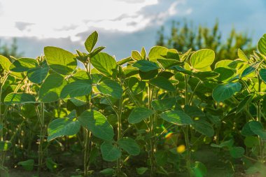 Saflar dolusu sağlıklı soya fasulyesi, açık bir gökyüzünün altında yemyeşil yapraklarını sergileyerek ılık güneş ışığında güneşlenirler..
