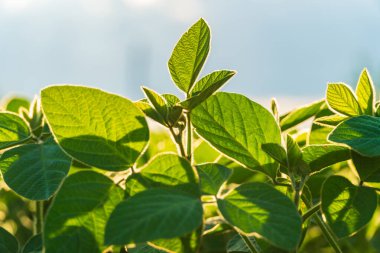 Parlak yeşil soya yaprağı güneş ışığında güneşlenirken verimli topraklarda gelişen çiftçiler önlerindeki bereketli hasat mevsimine hazırlanıyor..
