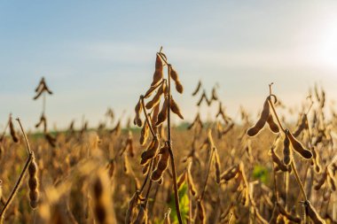 Olgun soya fasulyesi tarlaları sıcak güneş ışığında güneşlenerek altın kapsüllerini sergiliyor. Sakin sonbahar melteminde hasat için hazırlar..