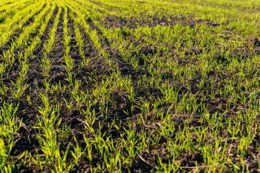 Buğday filizleri yemyeşil bir tarlada, kış güneşine doğru uzanıyor, zengin topraklarda, potansiyeli ve güzelliğiyle yaşayan yeni bir büyüme sergiliyor..