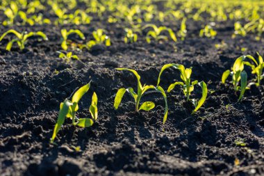 Geniş bir tarlada filizlenen genç mısır bitkileri güneşe doğru uzanır ve yakında verimli bir hasat olacağını sembolize eder..