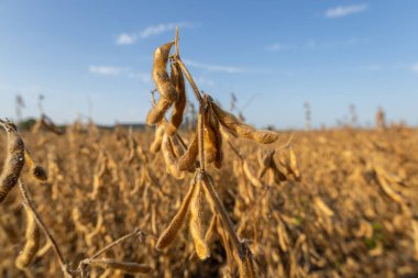 Soya fasulyeleri sıcak güneş ışığında olgunlaşır, rüzgarda hafifçe sallanır ufka doğru uzanan tarlalar hasat mevsimini işaret eder..