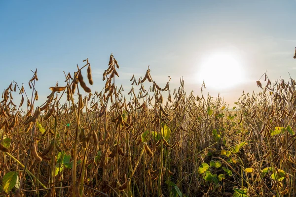 Altın soya fasulyesi bitkileri sıcak bir akşam güneşi altında, hasat için hazır, bereketli bir ürün için umut getirirler..