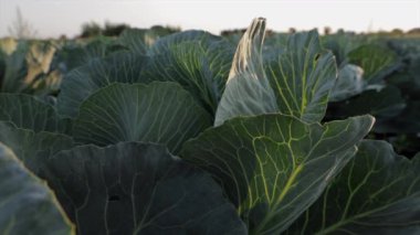 Lahana bitkileri, büyüdükçe büyüyen ve gelişen yeşil yaprakları sabah sıcağında gösteren büyük bir tarlayı doldurur.