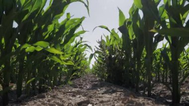 Çiftçiler yaklaşan mısır hasadına hazırlanırken mısır bitkileri güneşin altındaki tarlada büyür.