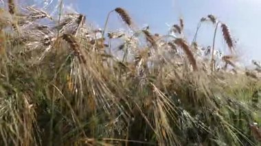 Güneşin parladığı tarlalarda buğday büyür. Çiftçiler hasat zamanı için hazırlanırken doğa parlak bir zemin hazırlıyor olabilir.