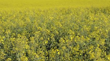 Vibrant yellow rapeseed flowers cover the fields during the blooming season. Bees and insects can be seen as they pollinate the flowers
