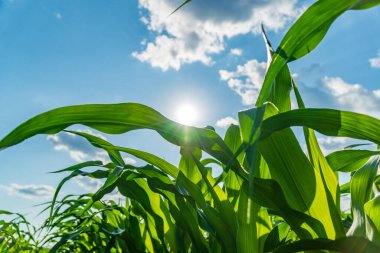 Mısır ekinleri güneşli bir tarlada dimdik duruyor. Yeşil yapraklar büyüyen mevsimde parlak gökyüzüne doğru uzanıyor.